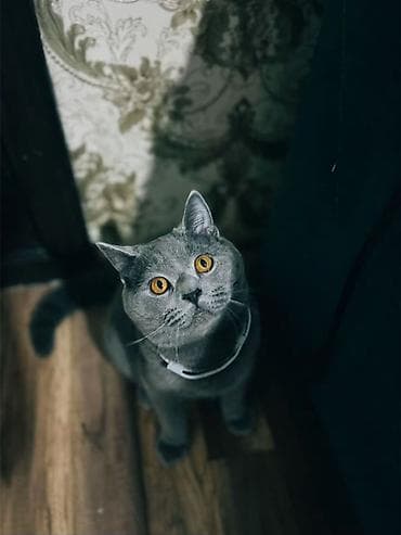 pisik sumqayit: Britan, Erkək, Yaxşı əllərə, Ünvandan götürmə — 2