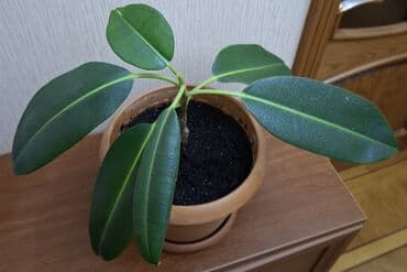комнатные растения: Фикус каучуконосный или эластика Робуста (Ficus elastica Robusta) — 4