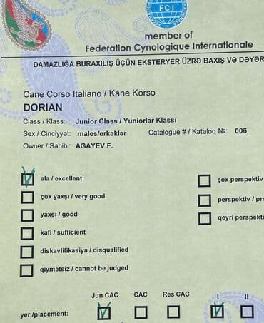 хомяк цены: Кане-корсо, 3 месяца, Самец, С родословной — 10