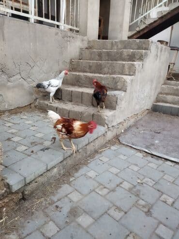 sumatra toyuqlari: Toyuq, Damazlıq, Ünvandan götürmə — 3