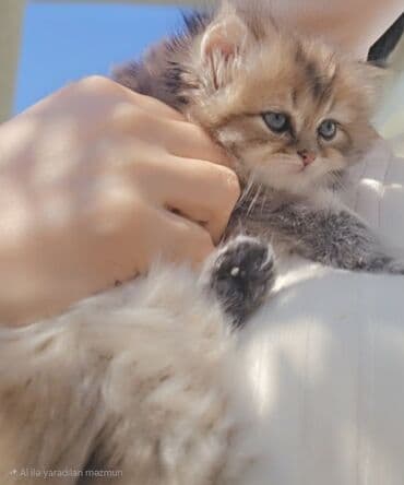 домашние котята добрые руки: Qızıl şinşilla, Yaxşı əllərə — 5