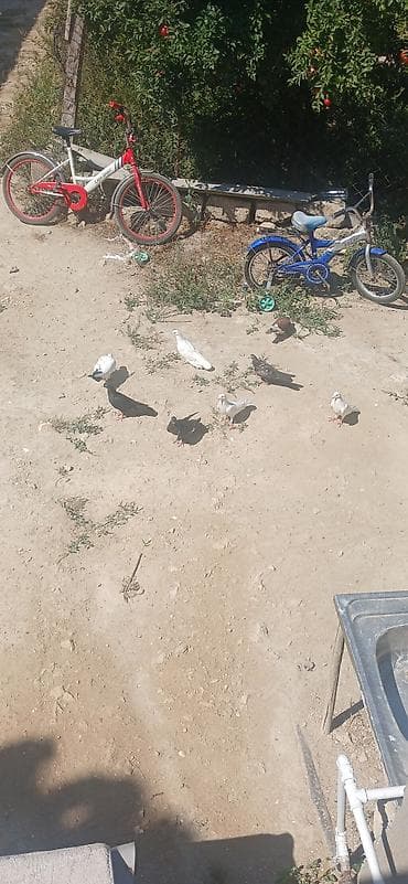 quş hini: Giyercinler tergizmedi. 8 denedi — 2