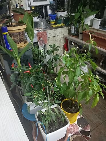 Букетные цветы: Məhsul: Ev şəraitində yetişdirilən qapalı və yarı-qapalı bitkilər — 1