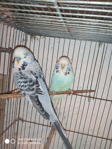 dəvə qusu: Çex cütler satılır papuqaylar təmiz qan vıstıvıcnıy vıstıvka sərgi — 9