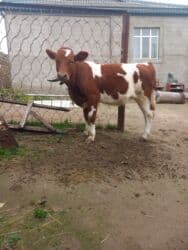 inək qiyməti: Disi Damazlig Simmental — 1