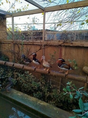 ağ ördək: Mandarin ördəkləri – dekorativ su quşları - Növ: Mandarin (Aix — 5