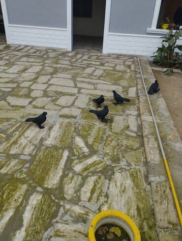 heyvanlara verilen xususi adlar: Qara paşalı göyərçinlər (ayaqları tüklü) - Rəng: tam qara, parlaq — 5