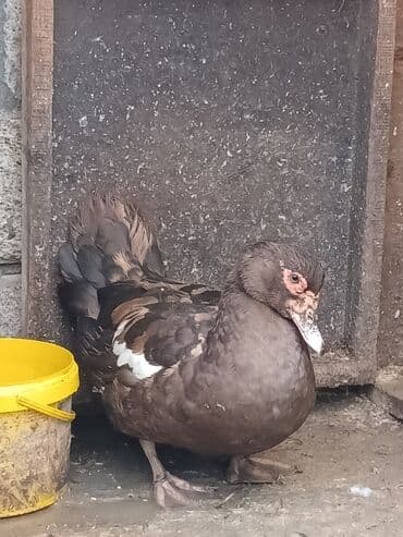 xacmazda satilan inekler: Самка, | Lal ordek, Для мяса, Платная доставка — 5