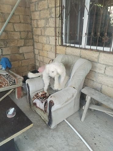 it: Bişon Frize — 5
