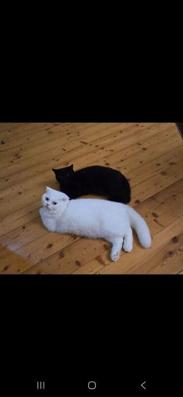 шотландская вислоухая кошка цена в баку: Шотландская, Самец, Самовывоз — 3