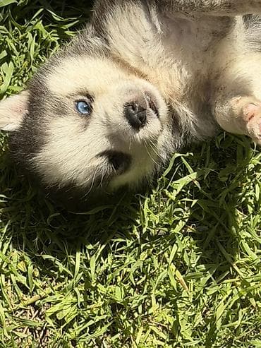 xaski gence: Xaski, 2 ay, Erkek, Peyvəndli — 2