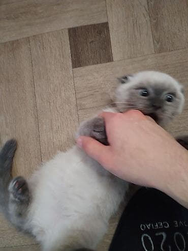 pisik şotlant: Siam, Erkək — 2