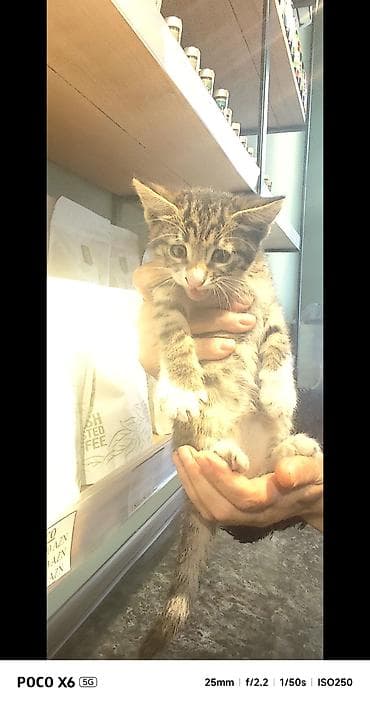 bala ordək: Tabbi, Yaxşı əllərə — 9