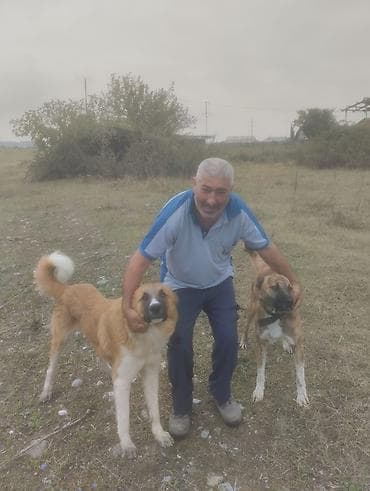 Qurdbasar, Peyvəndli