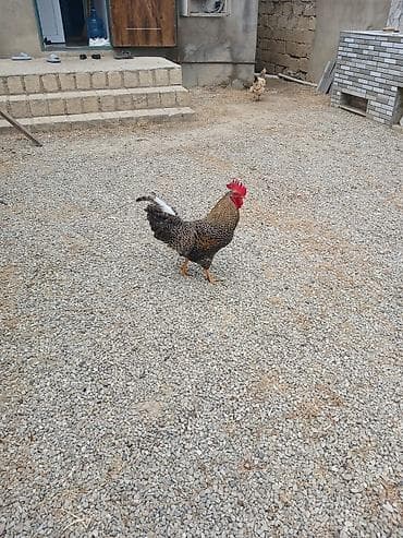 cex qus: 8 aylığ Xorkov xoruzları Təsvir: - Güclü bədən quruluşlu, qırmızı — 1