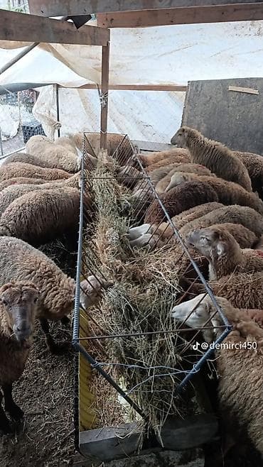 mal inək: Yem qabı, Yem üçün, Heyvanlar üçün — 2