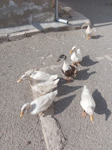 Inəklər, öküzlər: Dişi, Yumurtalıq — 1