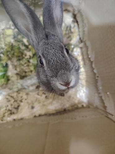 Akvariumlar: Boz rəngli ev dovşanı - Növ: ev dovşanı (boz tüklü, dik qulaqlı) - — 2