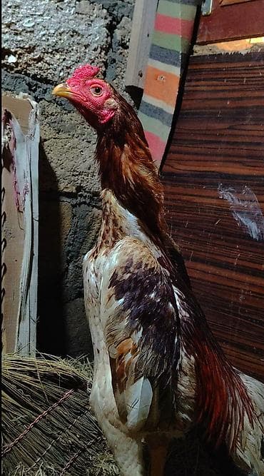 holstein inek satilir: Bece sağlam becedi hec bir problemi yoxdu teze prob vermisem uzunde — 2