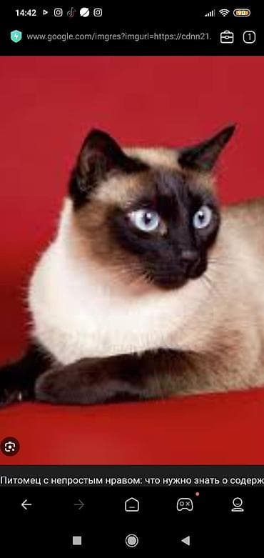 Siam lalafo.az -da Siam