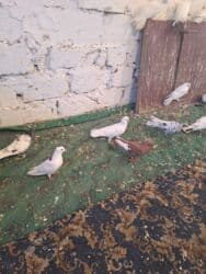 quş yuvasi: 4 manat Təsvir: - Növlər: müxtəlif rəng və naxışlarda ev/oyun — 21