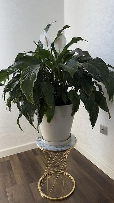 saxlama qab: Spathiphyllum (Sülh zanbağı) – böyük, sıx yarpaqlı, dekorativ otaq — 1