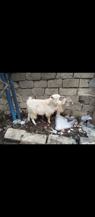 alpin keciləri: Erkək, il: 1, 1 kq, Damazlıq, Ünvandan götürmə — 2