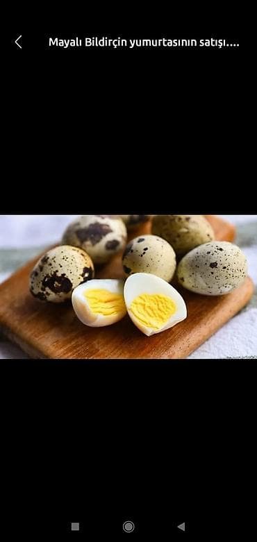 Bitki yağı: Mayalı bildirçin yumurtası - Təbii yemlərlə bəslənən bildirçinlərdən — 1