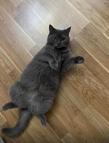 pişiylər: Britan, Dişi, Pulsuz çatdırılma — 3