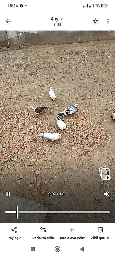 heyvanlar: 15hryvandir tam sağlam heyvanlardır hoptavoy 5manatdan tek tek — 2