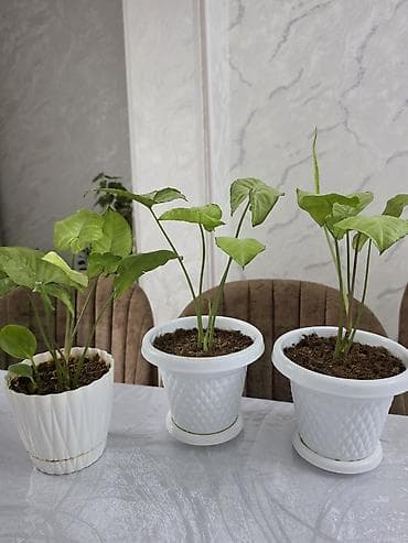 sultan darağı: Biri 7 manatOtaq bitkiləri – Syngonium (ox yarpağı) və Peperomiya — 1