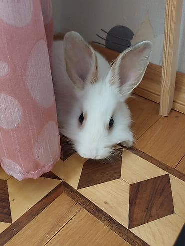 quba heyvanlar: Dozangurd Dovşan satılır. Son qiymət 70 manatdır. Cinsiyəti ğizdır.Çox — 7