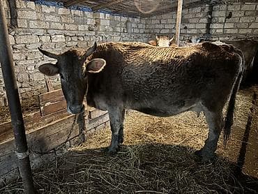 qurdbasar balasi satilir: 🐄 1-i buzovludur – balası yanındadır (Simental bala). 🐄 1-i boğazdır – — 3