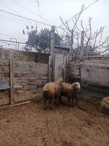 Erkəydi sağlamdi 23 denedi yazin vaccapima videolarini atim lalafo.az -da Erkəydi sağlamdi 23 denedi yazin vaccapima videolarini atim