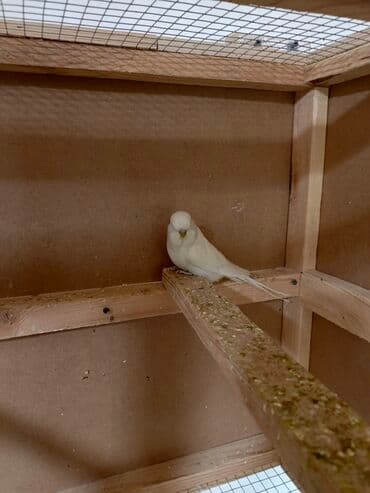 хаски цена в баку: Quşlar satılır 6 aylıq jumbo cüt 200manat 1 yaş 8 aylıq jumbo qarışıg — 6