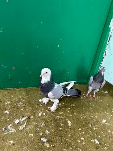 Cins göyərçinlər – dekorativ və uçuş üçün - Rəng: qarışıq ağ–boz–qara