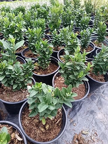 Çöl bitkiləri: Kalanxoe (Kalanchoe blossfeldiana) – saksı bitkisi - Çeşid: çiçəkli — 8