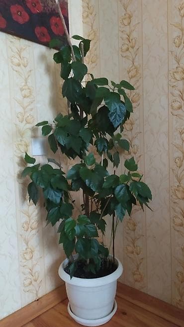 Otaq bitkiləri: Böyük ölçülü otaq bitkisi – dekorativ hibiskus (Çin qülü). - Uzun — 1