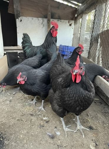 Toyuq, Australorp, Damazlıq