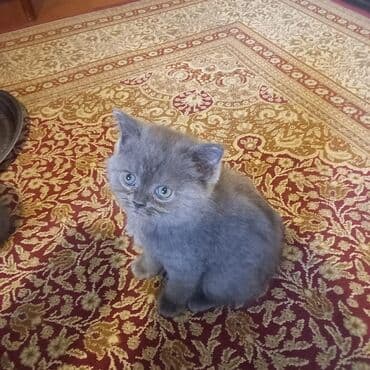 сколько стоит британский котёнок: Britan balaları. 55 günlük. Bir boz erkek qalan 3-cü dişi. Qum — 1
