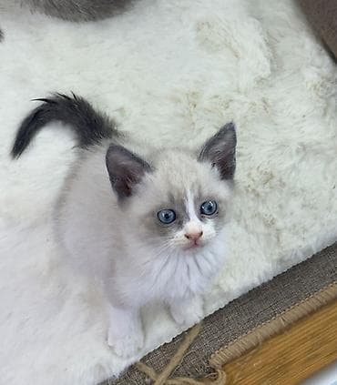 gence heyvan: Siam — 6