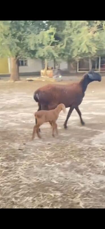 karlik dovsan satisi: Gissar sortu ana bala — 2