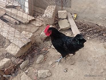 yumurta qiymeti: Təmiz qan Avstrolop yumurtasi — 4