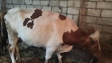 avcarka balaları: Dişi, Simental, il: 4, Südlük, Ünvandan götürmə — 2