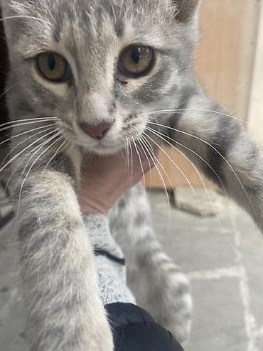 paroda pişik: Dişi, Ünvandan götürmə — 3