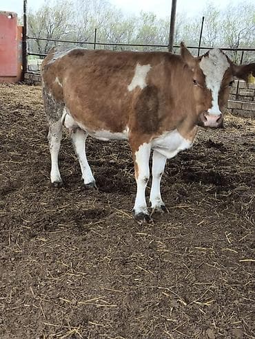 simental inekler: 20 litir südü var balaaiz satilir 1ci qarin dogub cox sakit heyvandir — 3