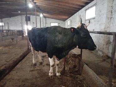 Pişiklər: Salam gördüyünüz bu iney 3 çi balanı dogmaqina 28 gün qalib 25 litir — 4