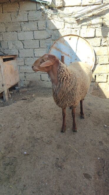 qoyun qiyməti 2024: Damazlıq veya ətlik Toglu Satılır Sağlamdır heç bir problemi yoxdu — 4