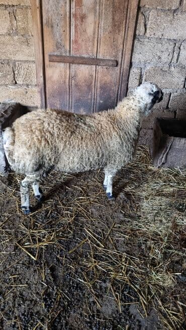 Qoyun. Toğlu Bu toğlu Dizi gözü qara sağlam damazliqa yararli sakit ev — 8