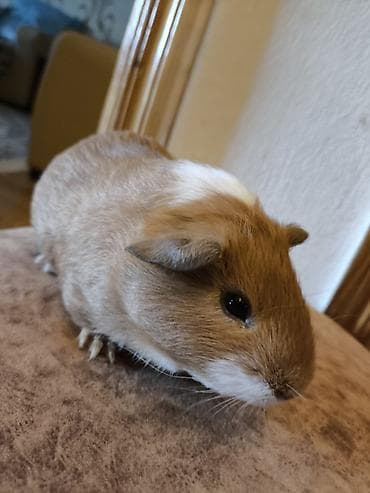 Cücə donuzcuq (guinea pig) – ağıllı, mehriban və sakit xasiyyətli ev — 1